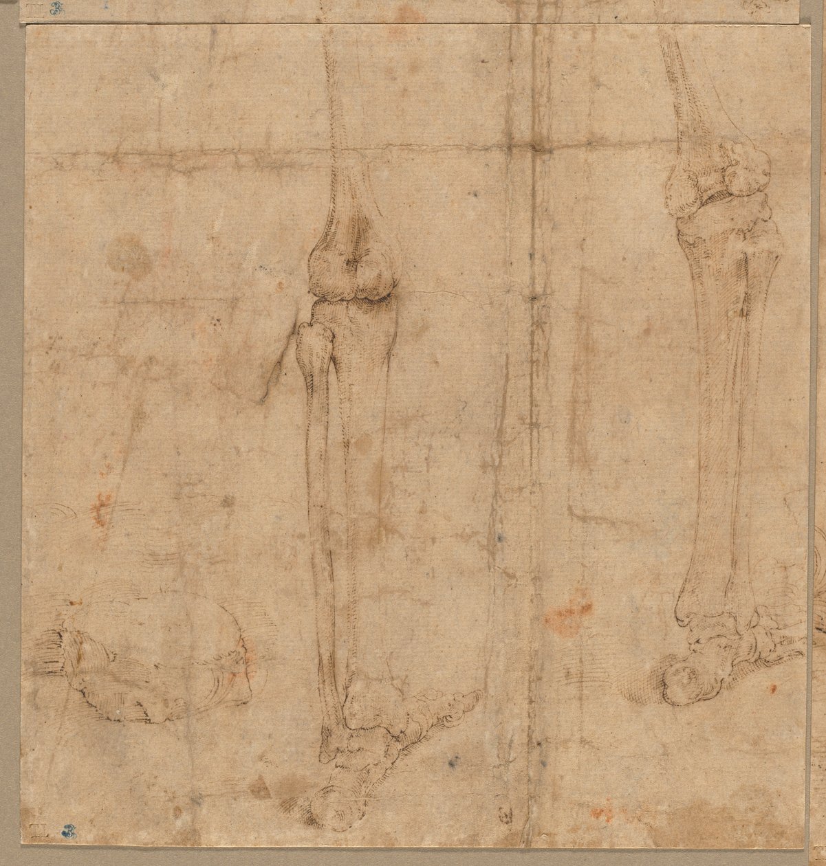Metà inferiore dello scheletro da dietro, primi anni 1540 da Battista Franco