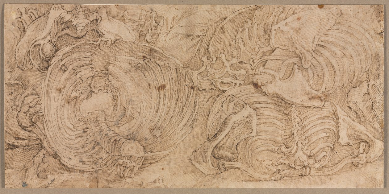 Gabbie toraciche, primi anni 1540 da Battista Franco