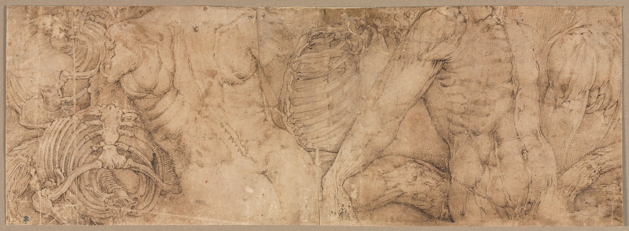 Torsi con gabbie toraciche, primi anni 1540 da Battista Franco