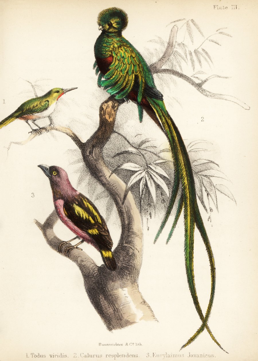 Todino giamaicano, quetzal splendente e beccolargo fasciato da Bauerrichter