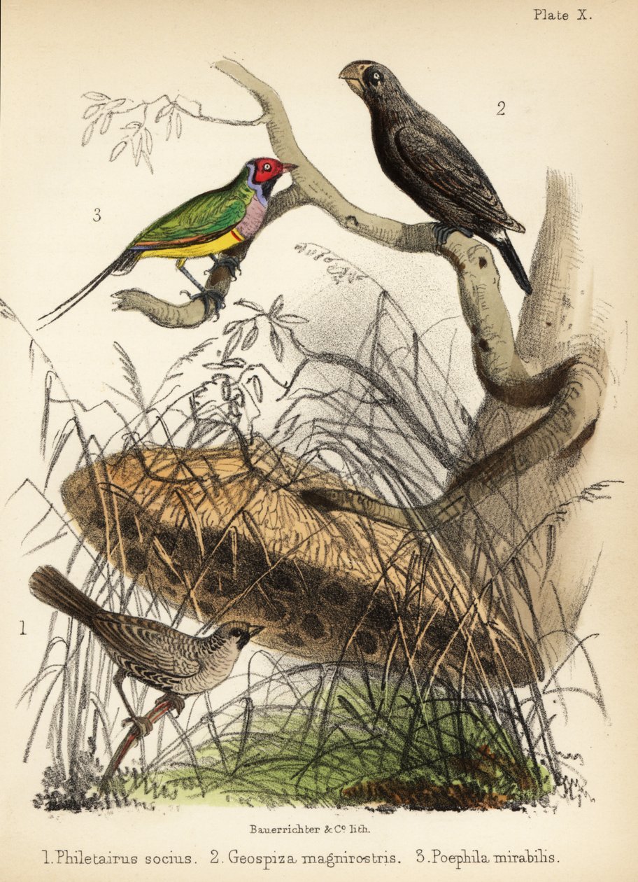 Tessitore socievole, fringuello di terra grande e diamante di Gould. 1855 (litografia) da Bauerrichter
