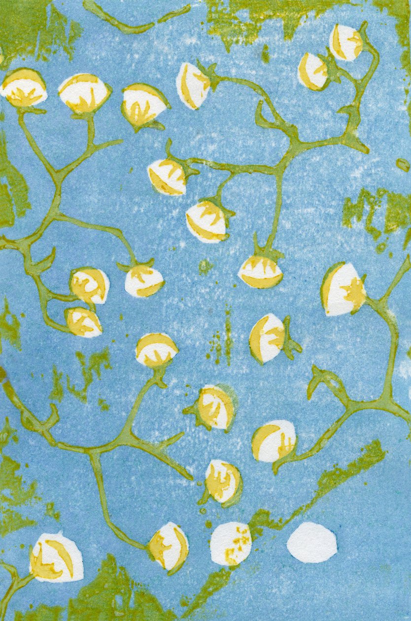 Teste di semi soffici, 2012 da Bella Larsson