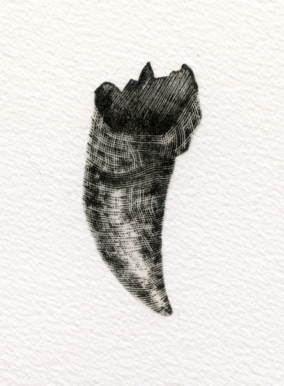 Dente felino da Bella Larsson