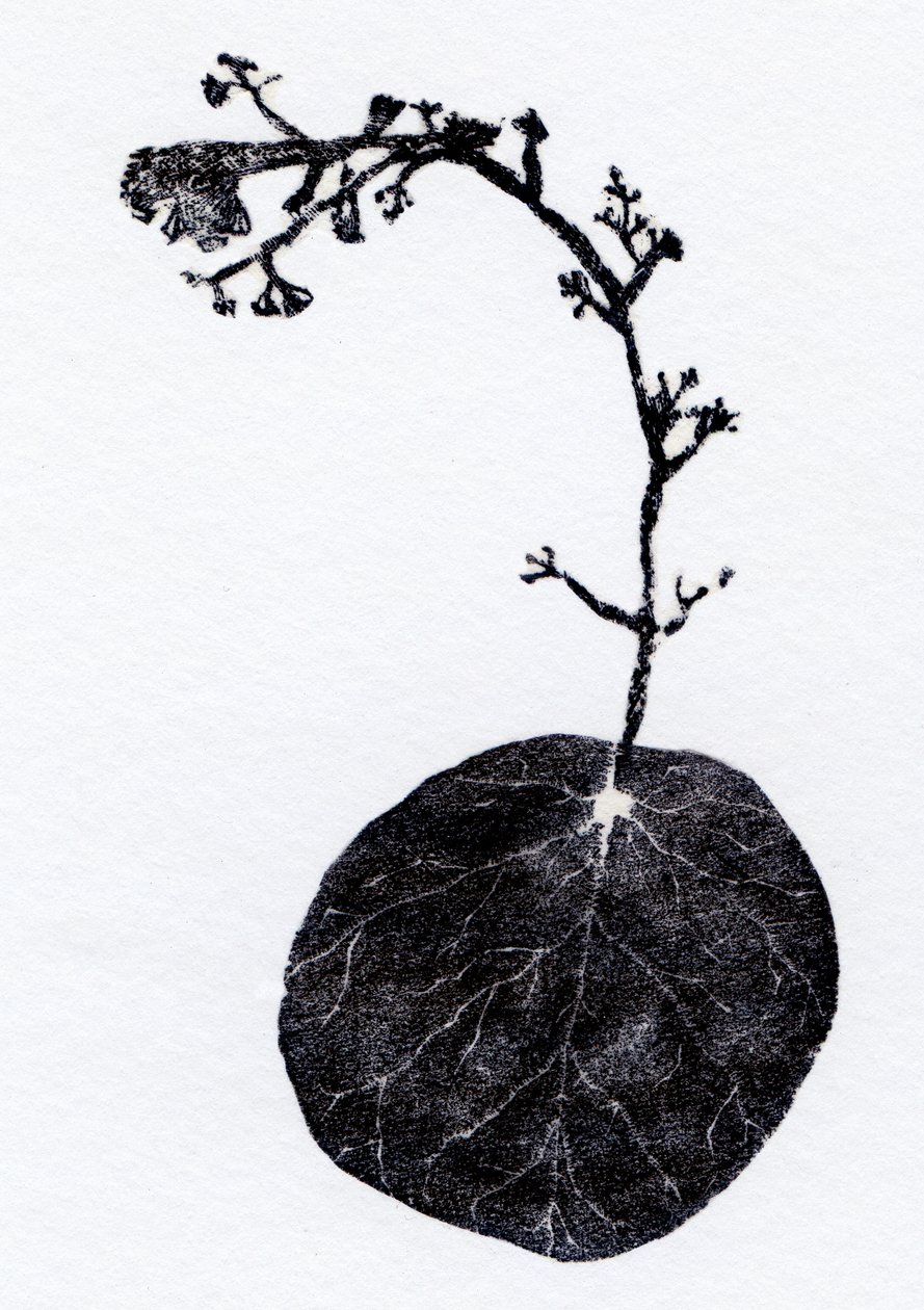 Foglia di lichene, 2014 da Bella Larsson