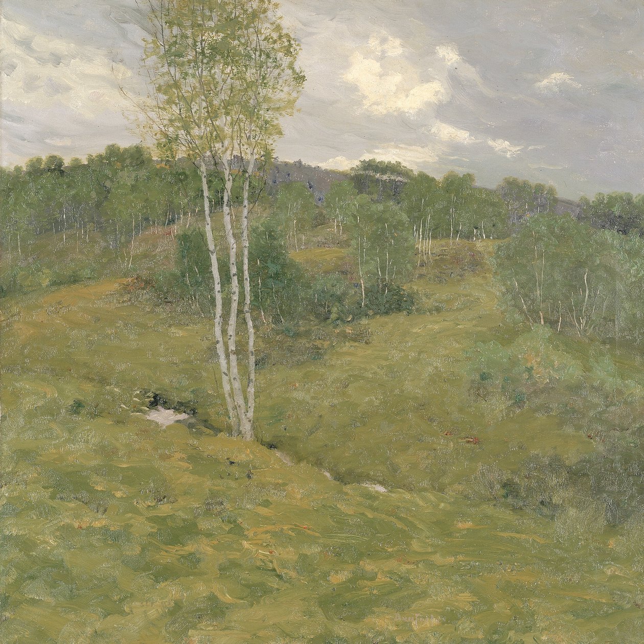 Colline ricoperte di betulle da Ben Foster