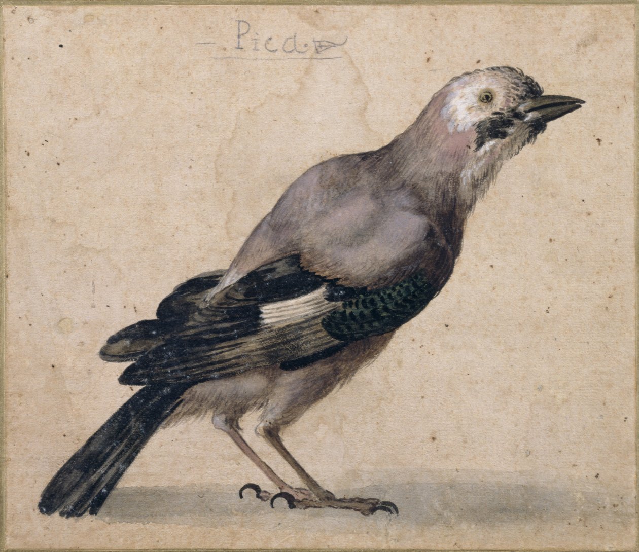 Una ghiandaia da Benedetto Luti