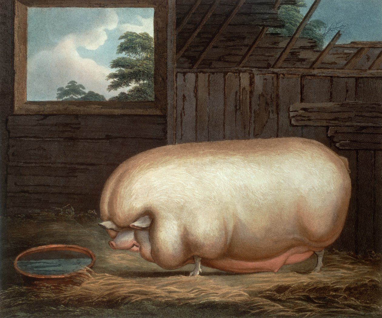 Questo Animale Notevole..., inciso da John Whessel (c.1760-1823), 1808 da Benjamin Gale