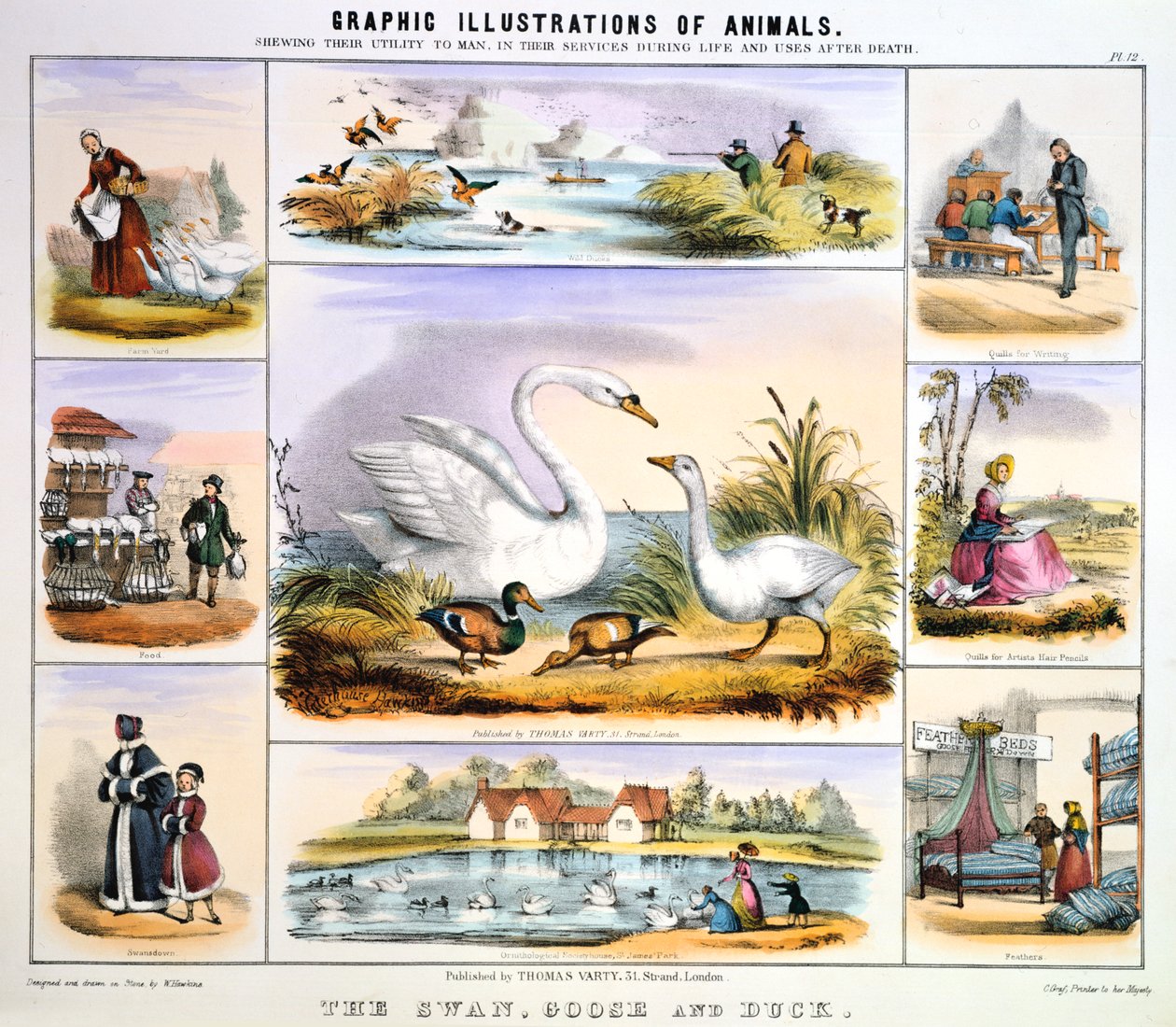 Il Cigno, l
