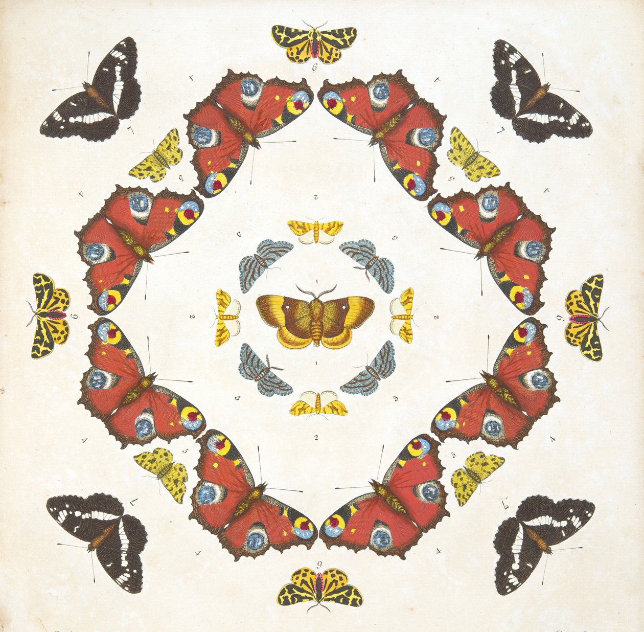 (dettaglio) da Tavola 1, da A Rare Depiction of Butterflies and Moths, pub. 1764 da Benjamin Wilkes