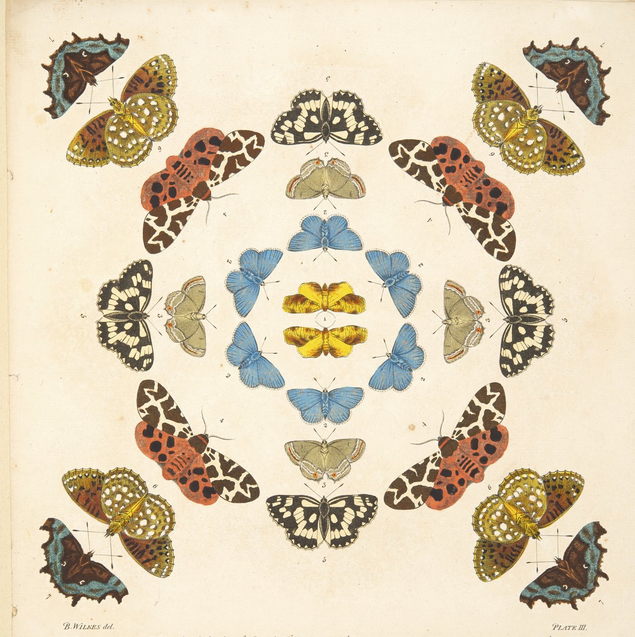 Dettaglio dalla Tavola III, da Una rara rappresentazione di farfalle e falene, pub. 1764 da Benjamin Wilkes