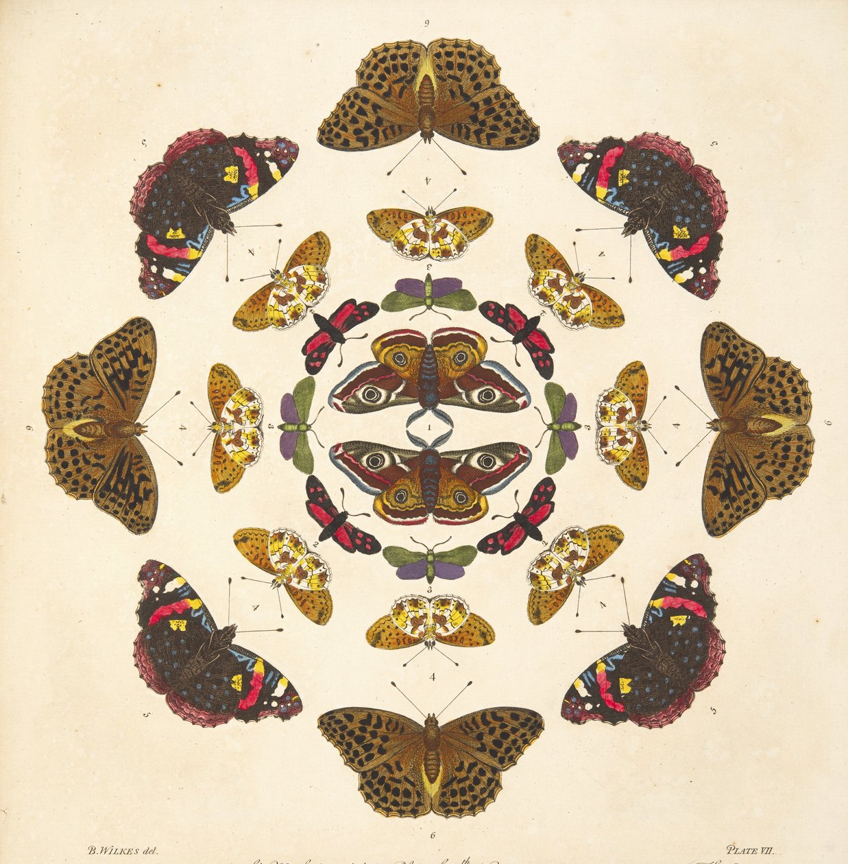 Dettaglio dalla Tavola VII, da Una rara rappresentazione di farfalle e falene, pub. 1764 da Benjamin Wilkes