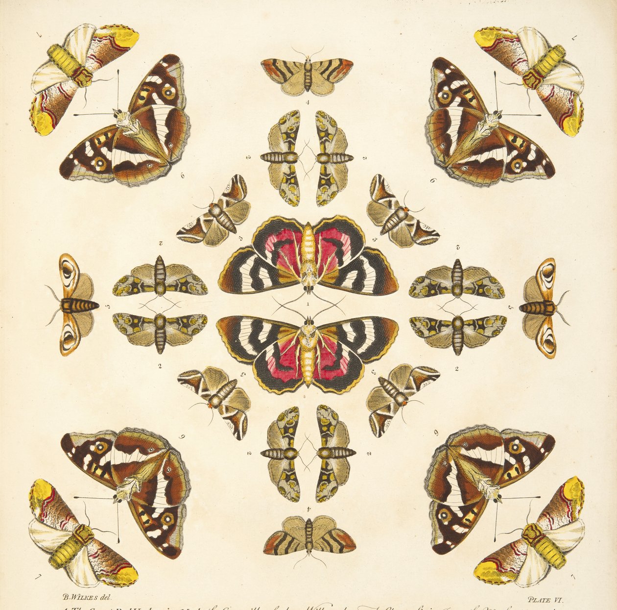 Dettaglio dalla Tavola VI, da Una rara rappresentazione di farfalle e falene, pub. 1764 da Benjamin Wilkes