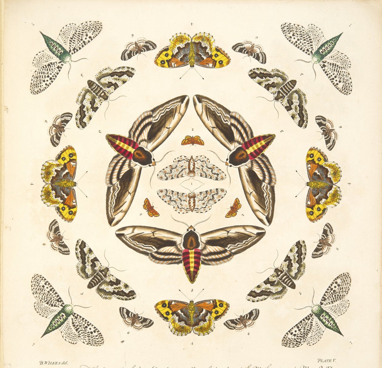 Dettaglio dalla Tavola V, da Una rara rappresentazione di farfalle e falene, pub. 1764 da Benjamin Wilkes