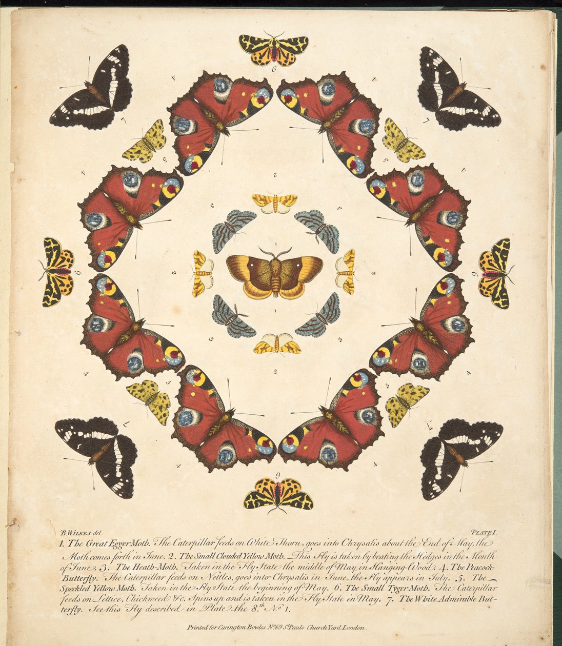 Tavola I, da Una rara rappresentazione di farfalle e falene, pub. 1764 da Benjamin Wilkes