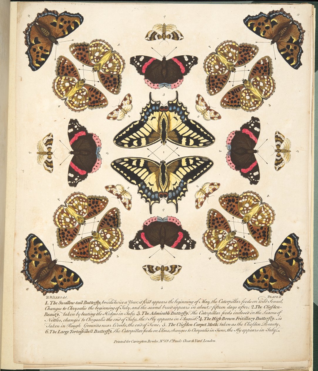 Tavola II, da A Rare Depiction of Butterflies and Moths, pub. 1764 da Benjamin Wilkes