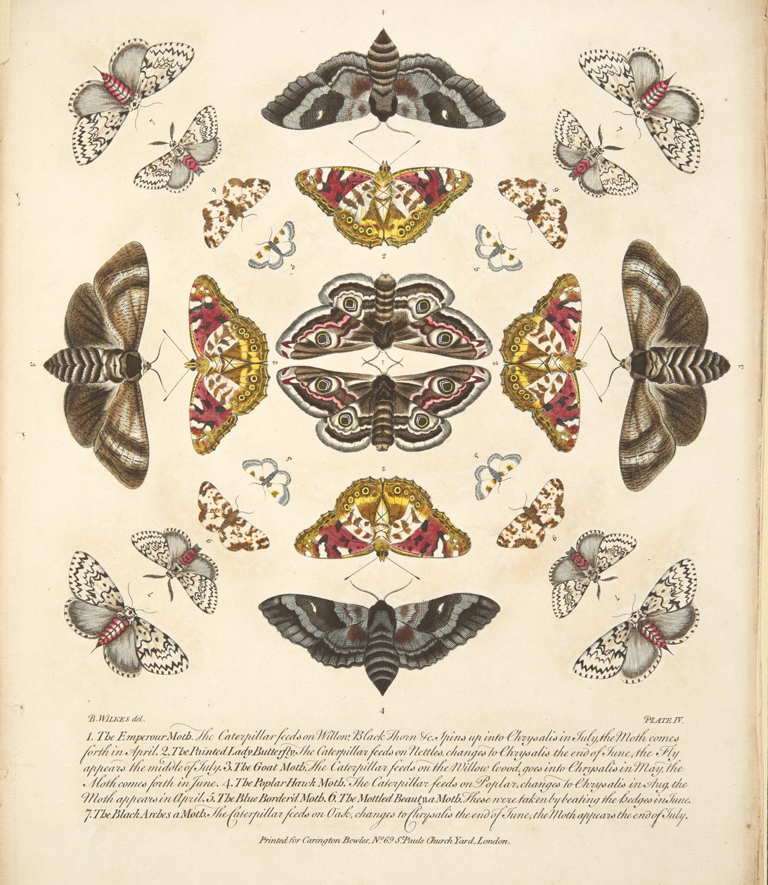 Tavola IV, da Una rara rappresentazione di farfalle e falene, pub. 1764 da Benjamin Wilkes