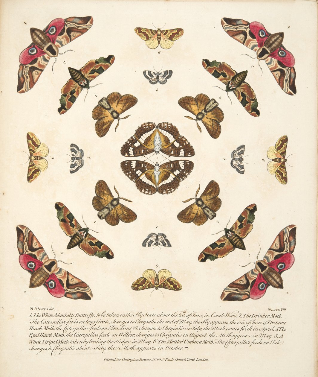 Tavola VIII, da Una rara rappresentazione di farfalle e falene, pub. 1764 da Benjamin Wilkes