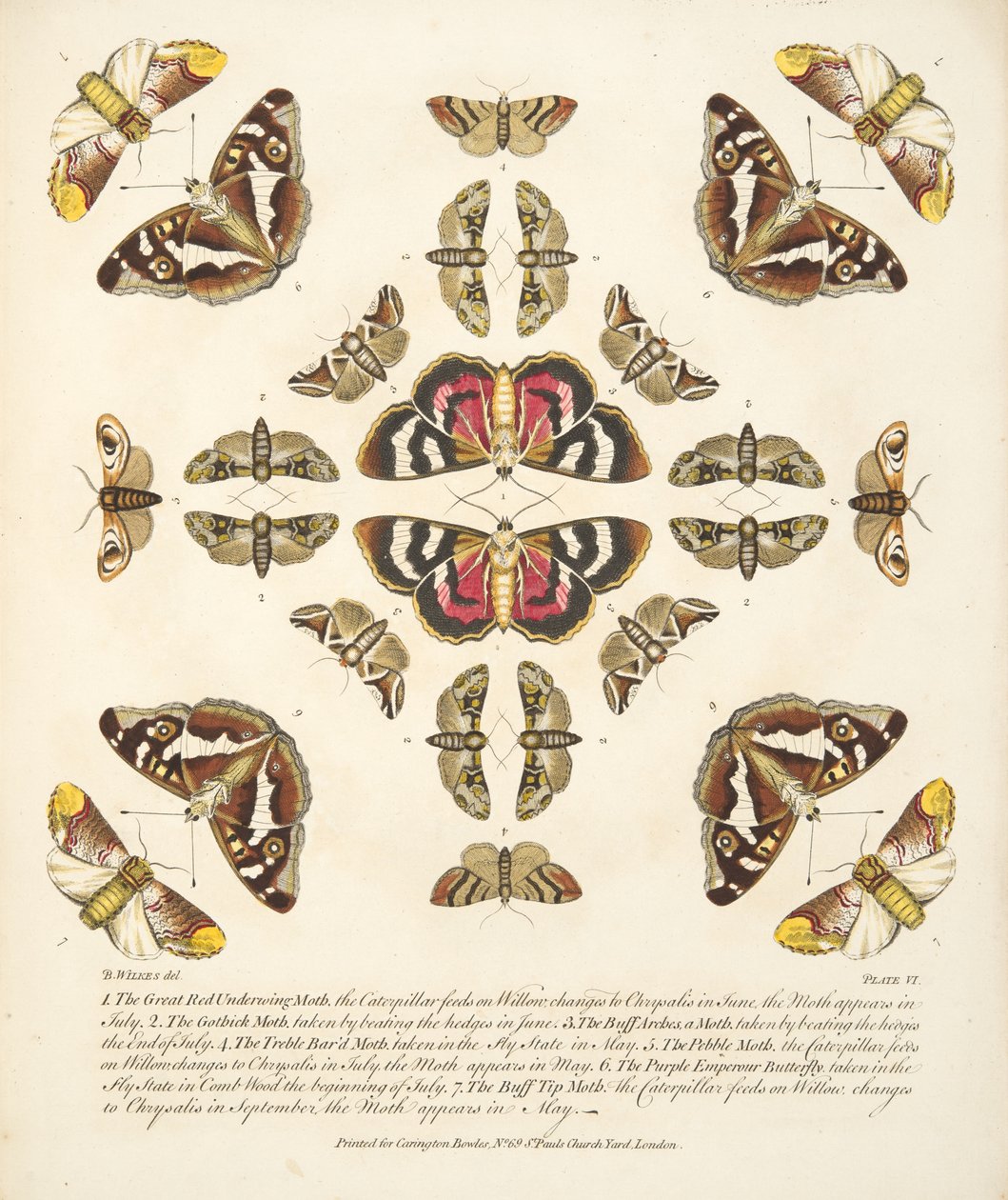 Tavola VI, da Una rara rappresentazione di farfalle e falene, pub. 1764 da Benjamin Wilkes