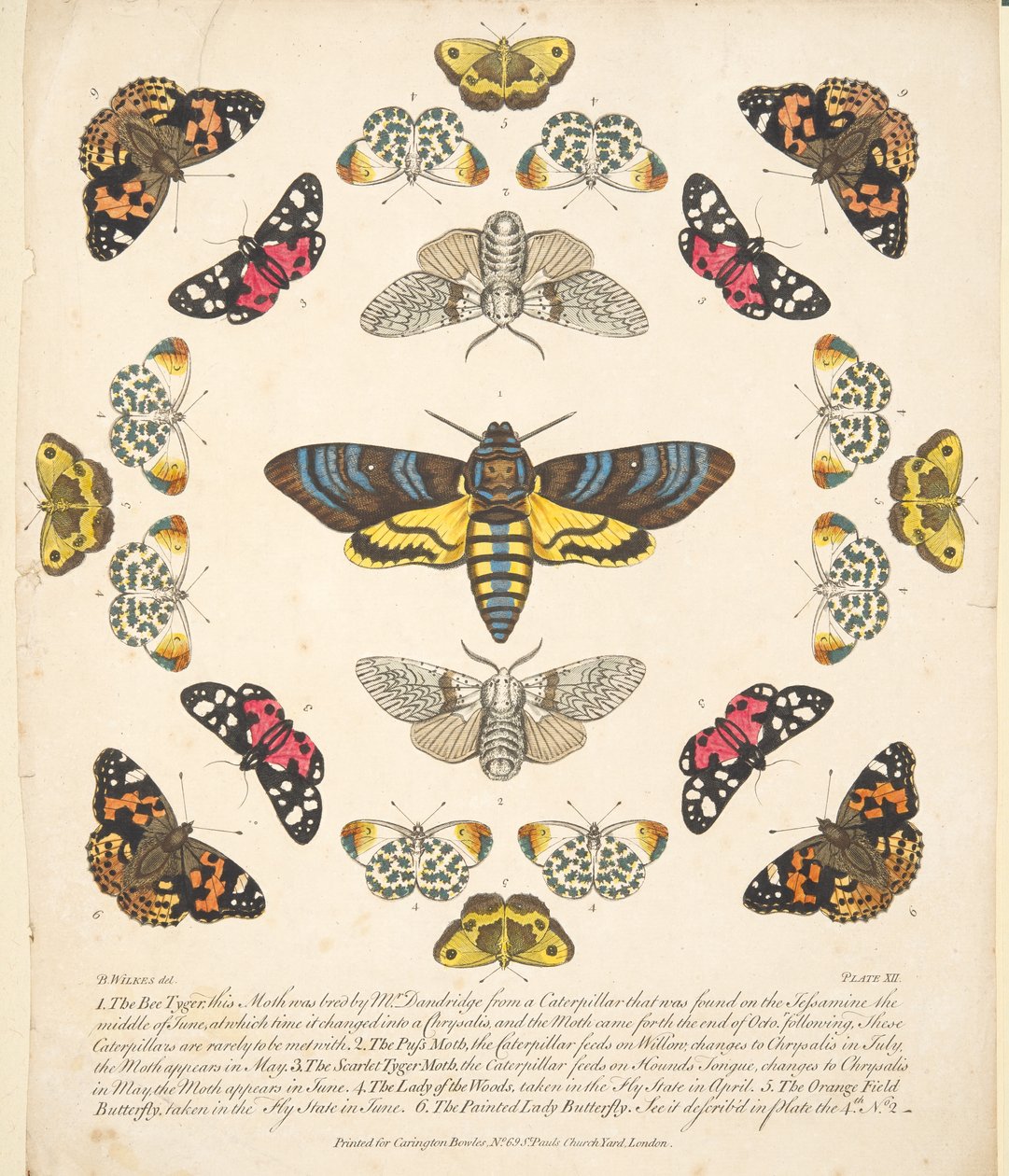 Tavola XII, da Una rara rappresentazione di farfalle e falene, pub. 1764 da Benjamin Wilkes