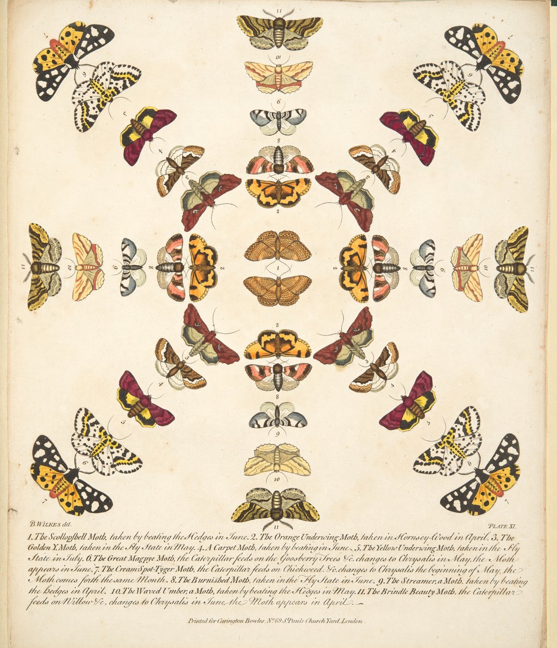 Tavola XI, da Una rara rappresentazione di farfalle e falene, pub. 1764 da Benjamin Wilkes