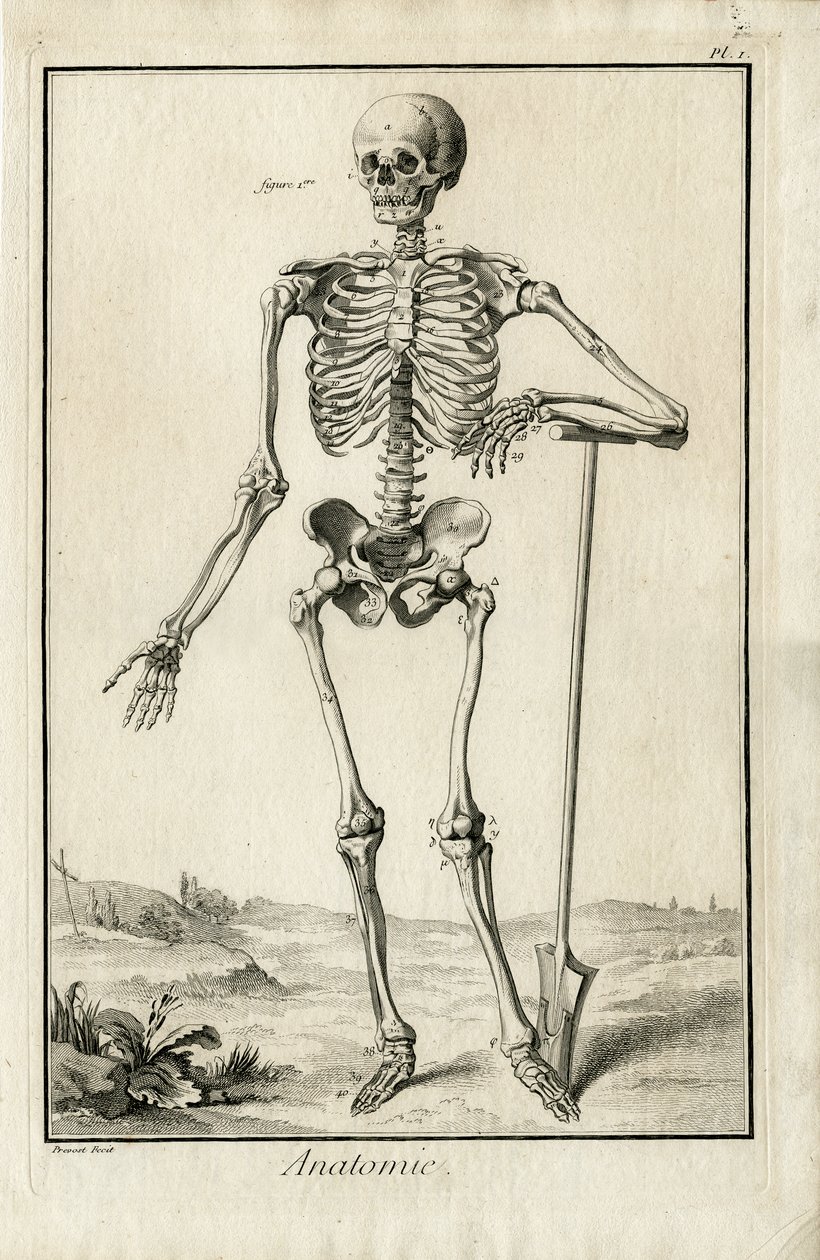 Anatomia - studio anatomico di uno scheletro da Benoit-Louis Prevost