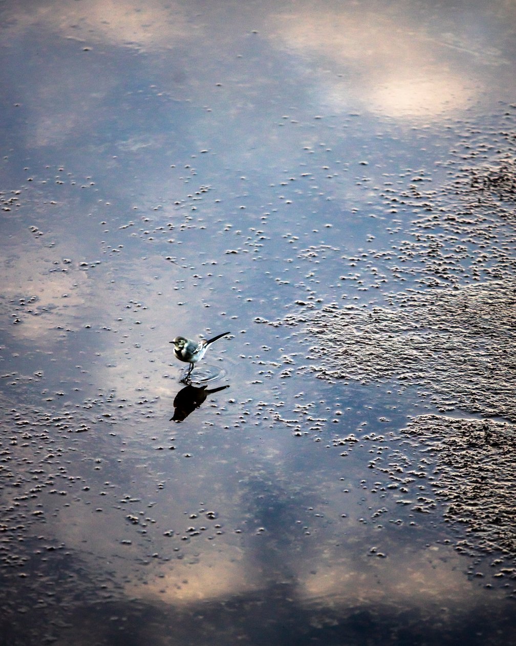 Uccello sul fiume Garonna a Tolosa, Haute-Garonne (foto) da Bernard Bonnefon