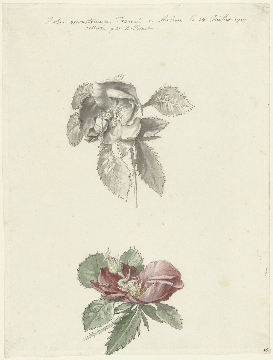 Foglio di studio con una rosa da Bernard Picart
