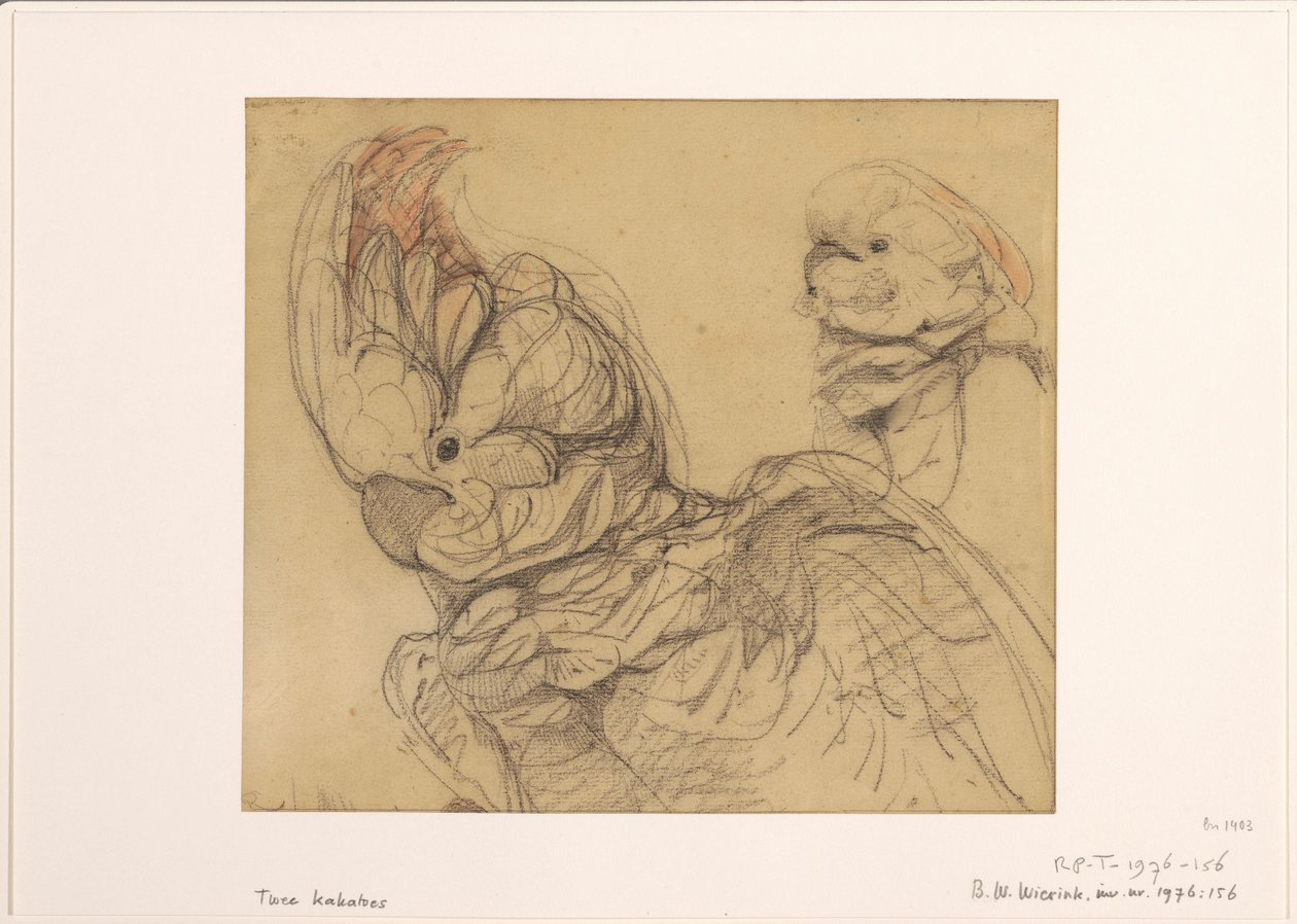 Due cacatua, a mezzo busto da Bernard Willem Wierink