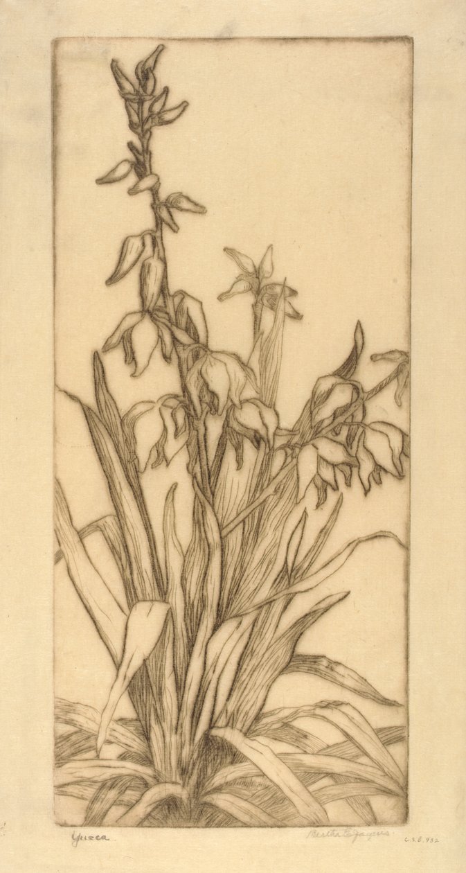 Yucca da Bertha E. Jaques