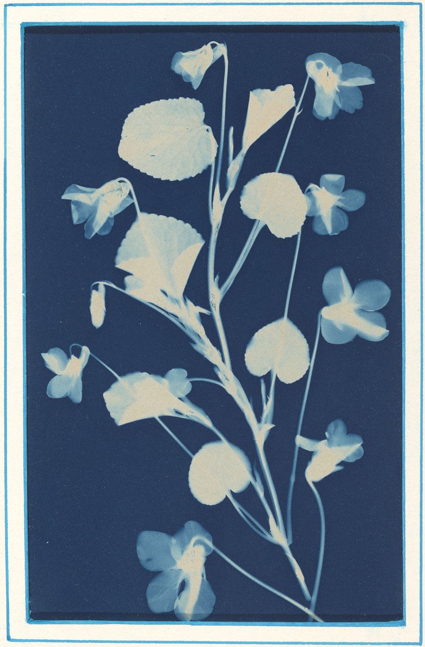 Senza titolo da Bertha Evelyn Jacques