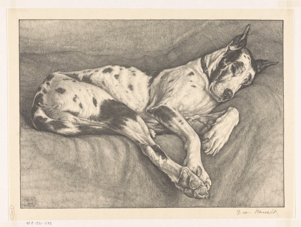 Cane che dorme da Bertha van Hasselt (signed by artist)