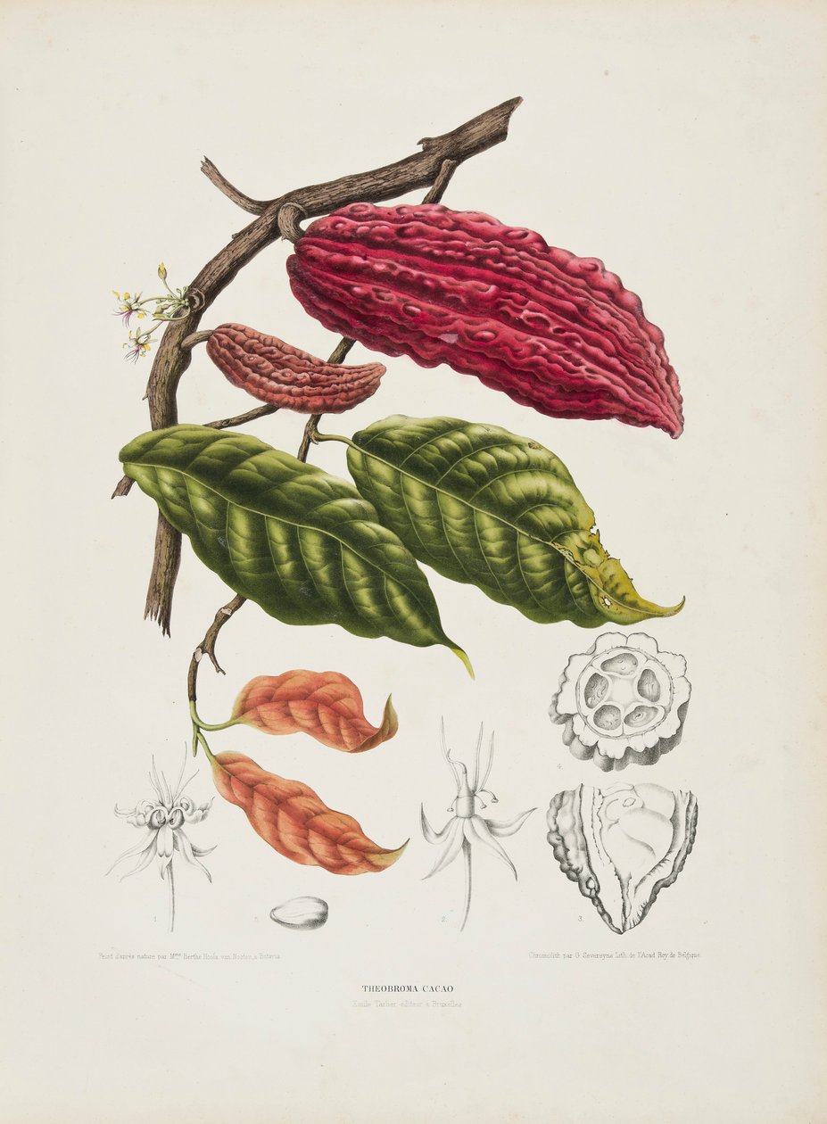 Theobroma, albero di cacao da Berthe Hoola van Nooten