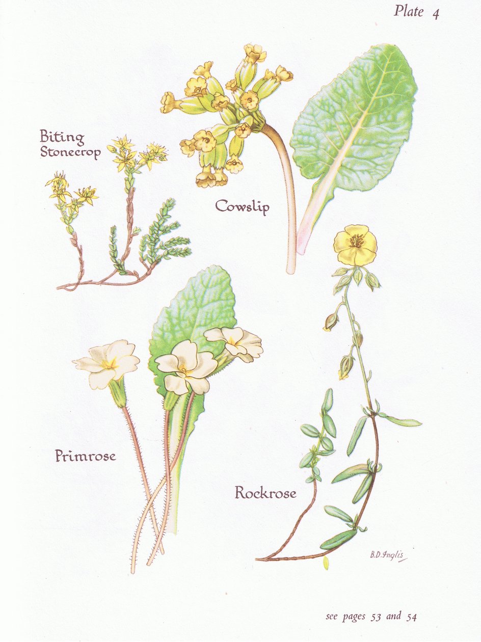Sedum acre, Primula veris, Eliantemo, Primula, 1951 da Bessie D. Inglis