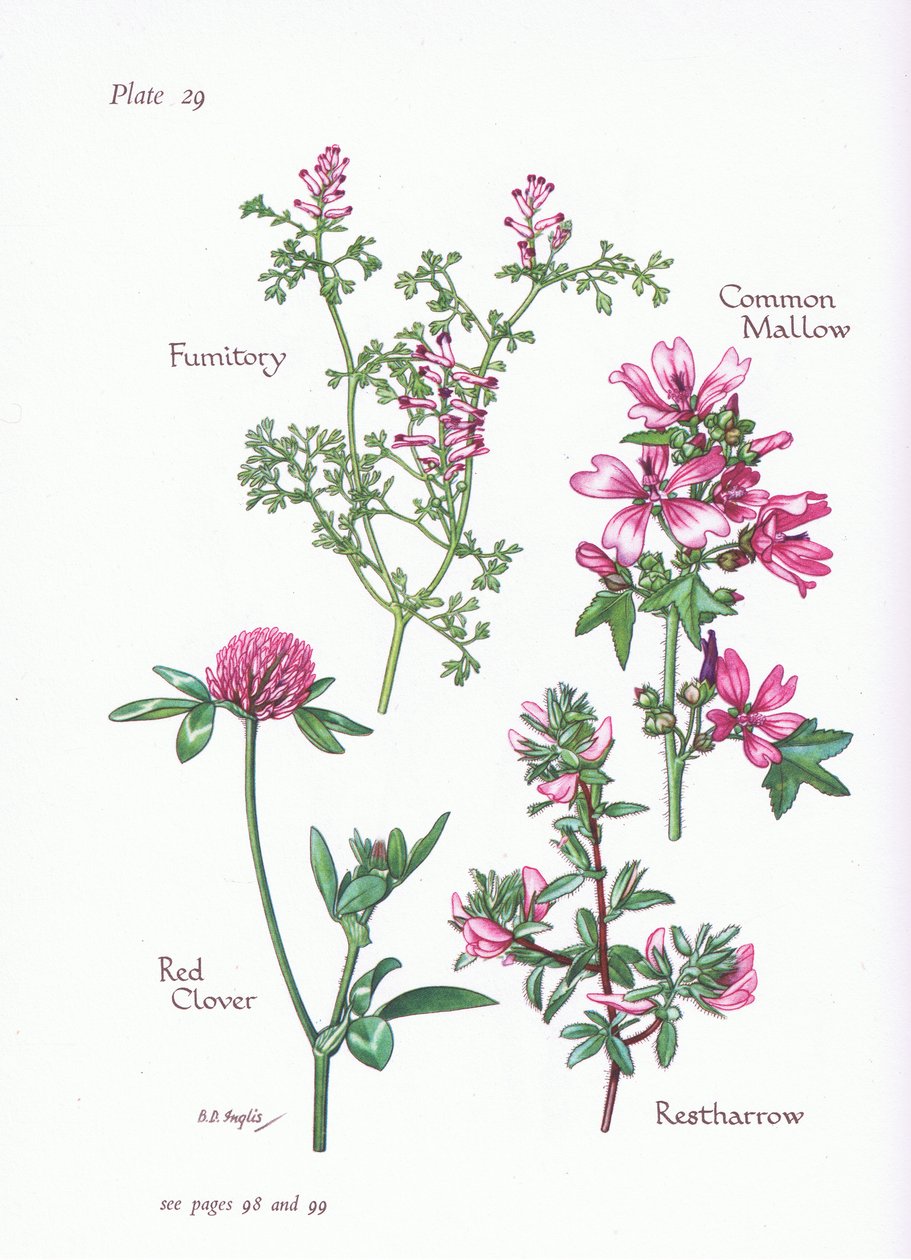 Malva comune, Ononide, Fumaria, Trifoglio rosso da Bessie D. Inglis