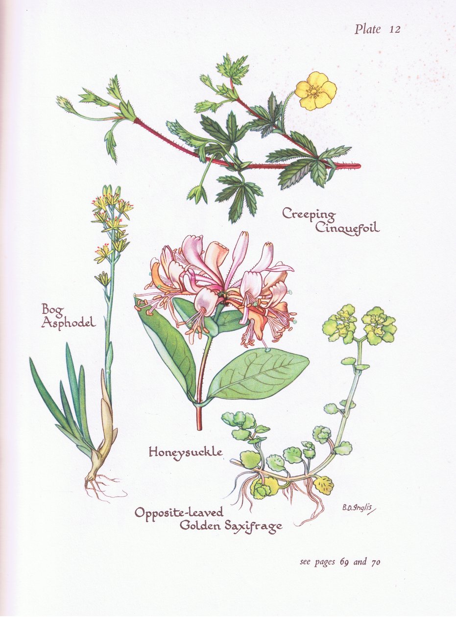 Potentilla reptans, Asfodelo giallo, Caprifoglio, Saxifraga a foglie opposte da Bessie D. Inglis
