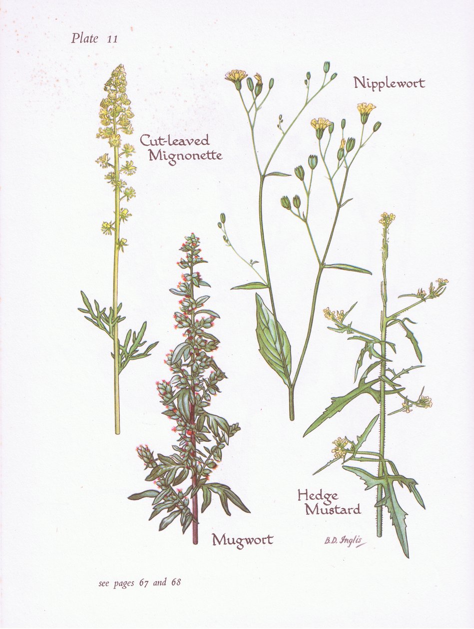 Reseda a foglie incise, Artemisia vulgaris, Lapsana, Sisymbrium officinale da Bessie D. Inglis