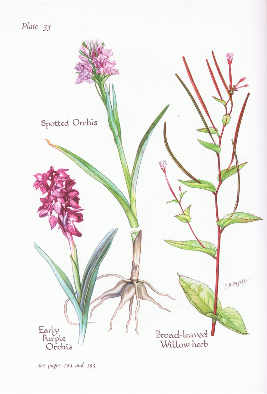Orchidea purpurea precoce, Orchidea maculata, Epilobio a foglie larghe da Bessie D. Inglis
