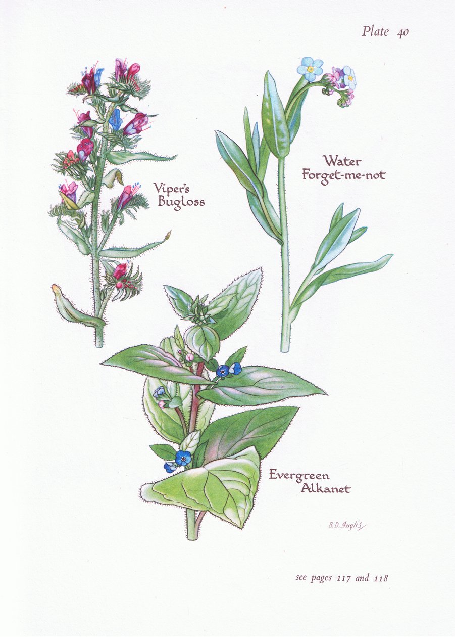 Alkanna sempreverde, Buglossa, Non ti scordar di me acquatico da Bessie D. Inglis