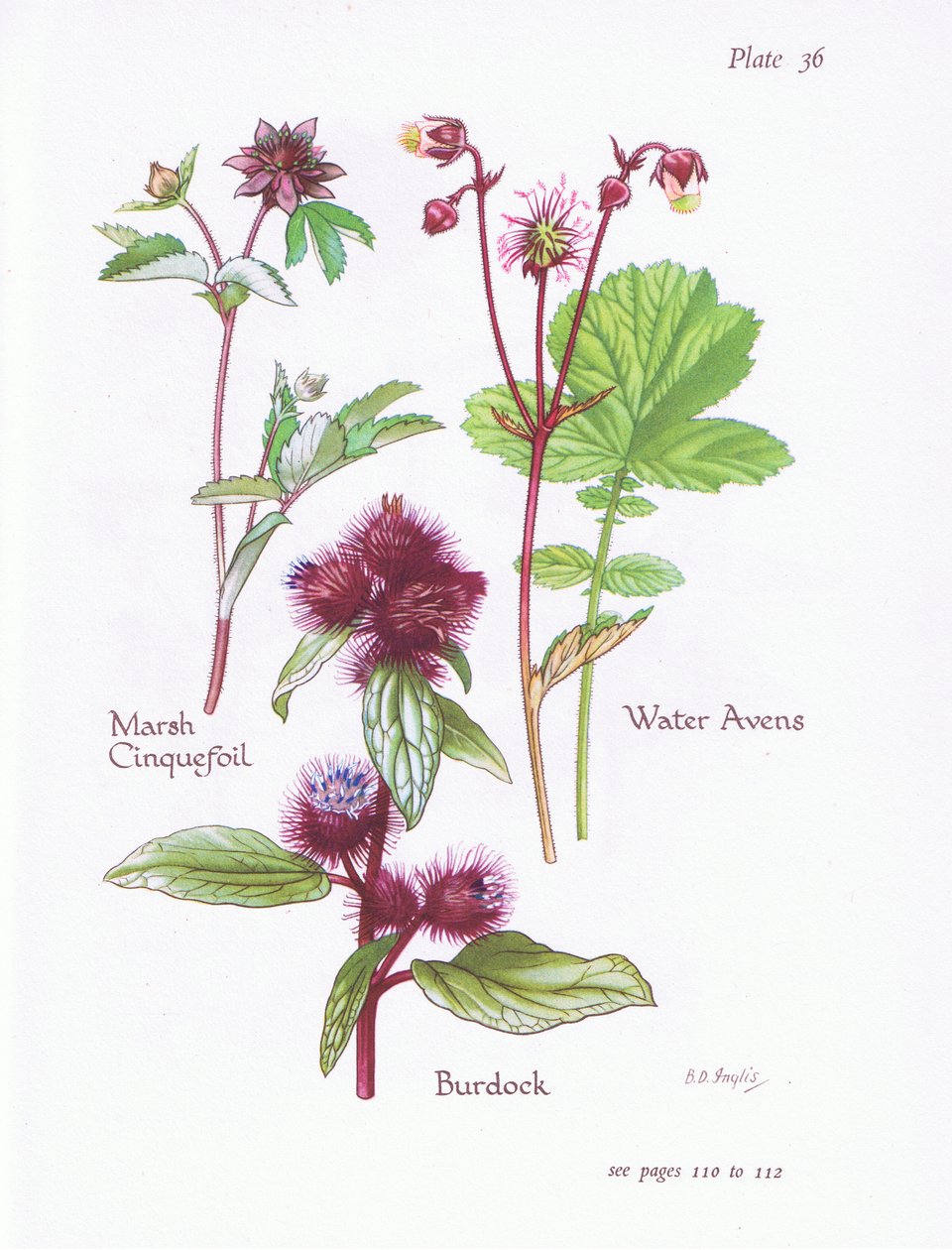 Potentilla palustre, Bardana, Geum rivale da Bessie D. Inglis