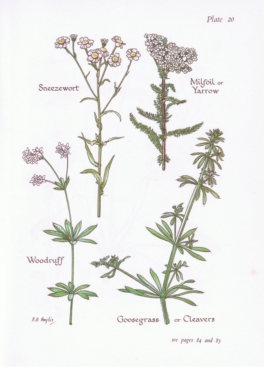 Achillea ptarmica, Millefoglio, Asperula da Bessie D. Inglis