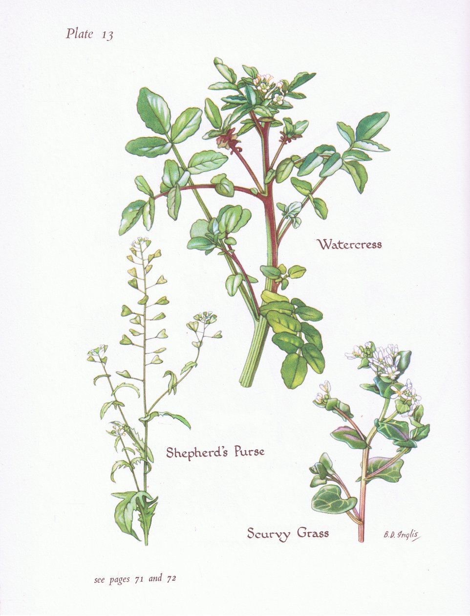 Nasturzio, Borsa del pastore, Cochlearia da Bessie D. Inglis