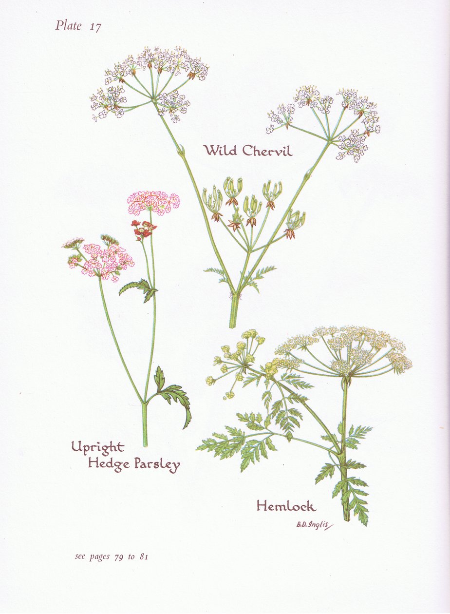 Cerfoglio selvatico, Cicuta, Torilis da Bessie D. Inglis