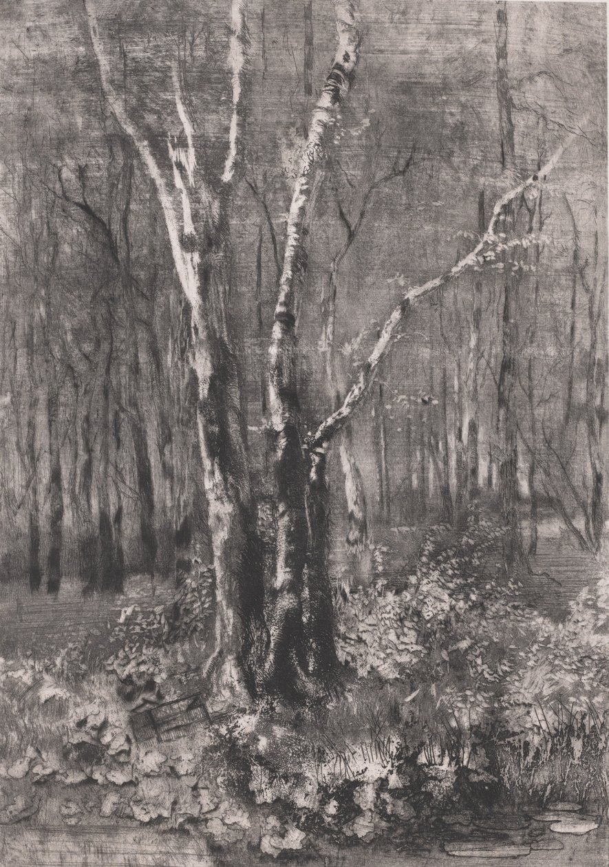Boschi nel parco vicino a Monza, 1895 da Bianchi Mose