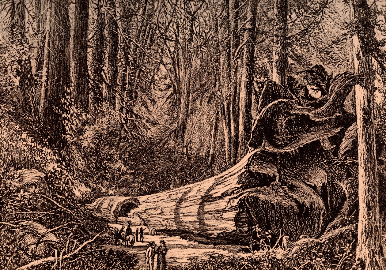 Albero Mammut 