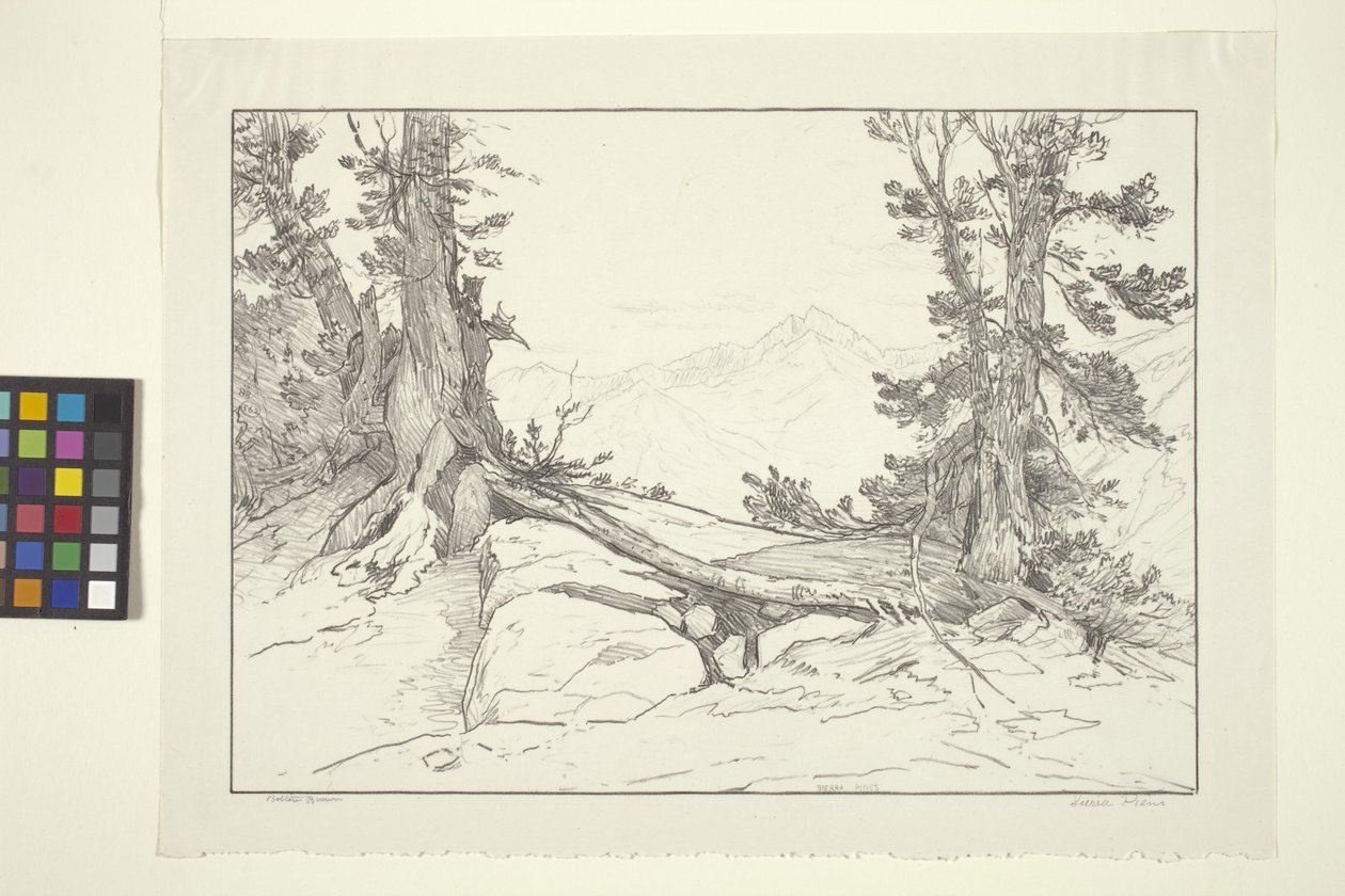 Pini della Sierra da Bolton Coit Brown