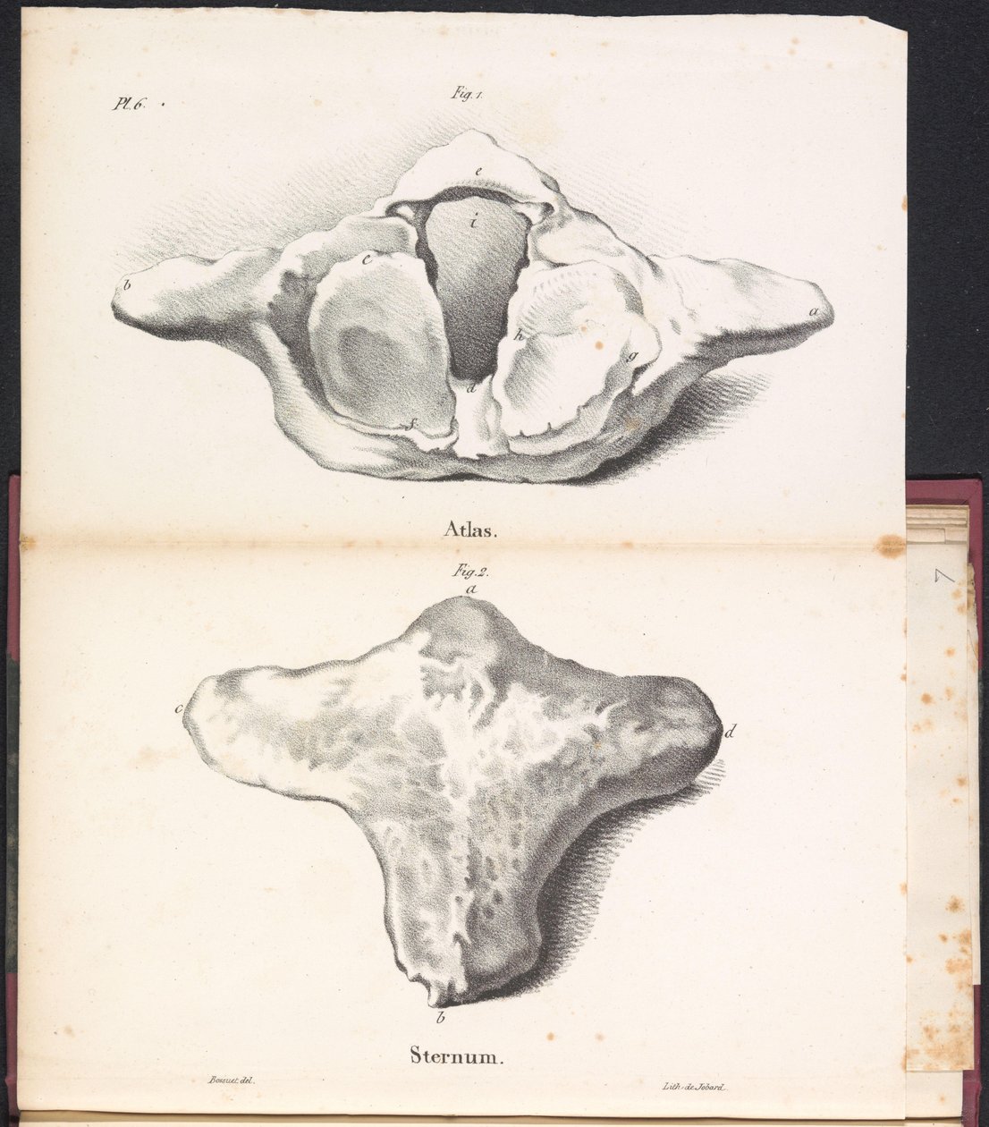 Atlante e sterno della balena, 1827 da Bossuet