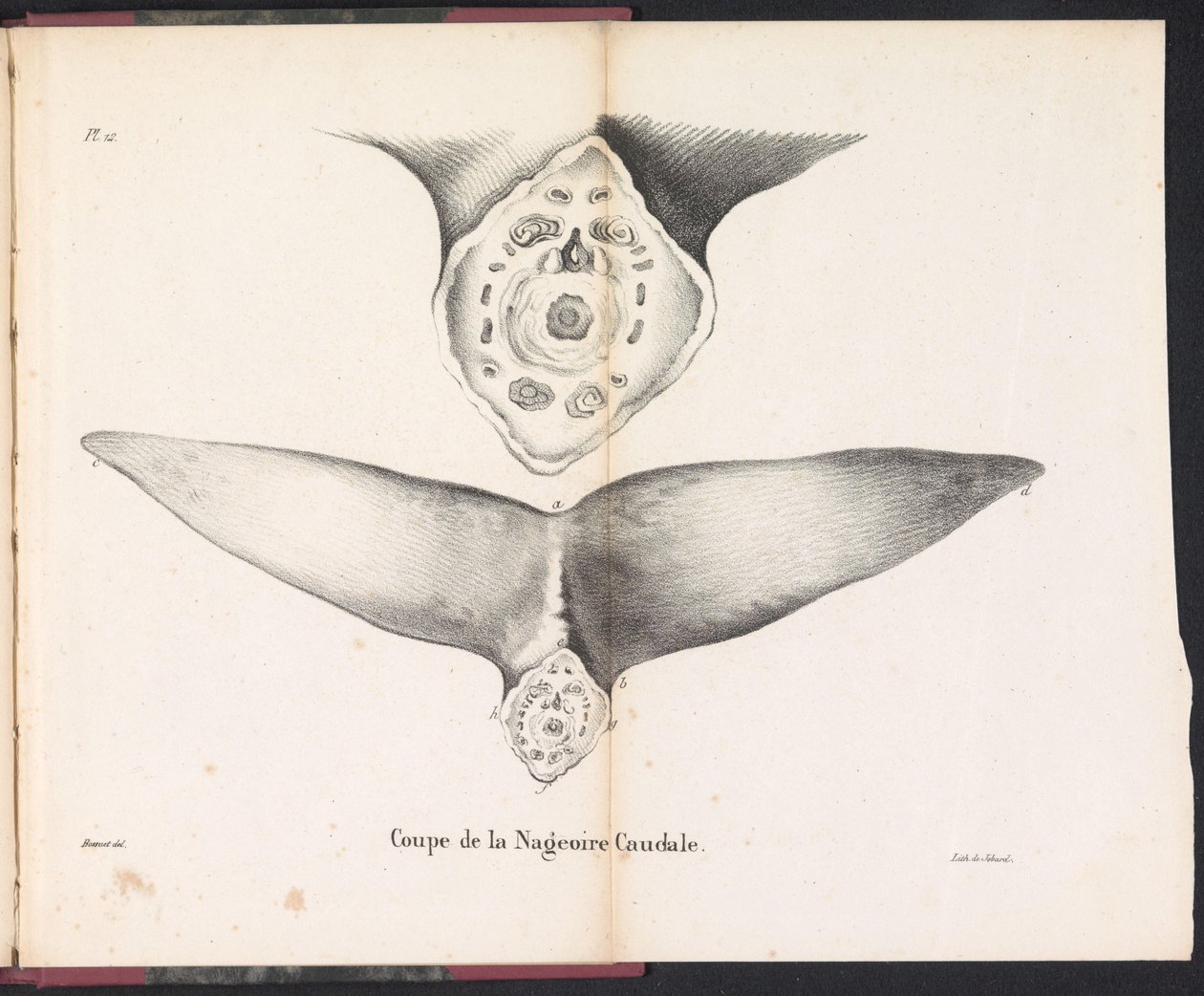 Sezione della pinna caudale della balena da Bossuet