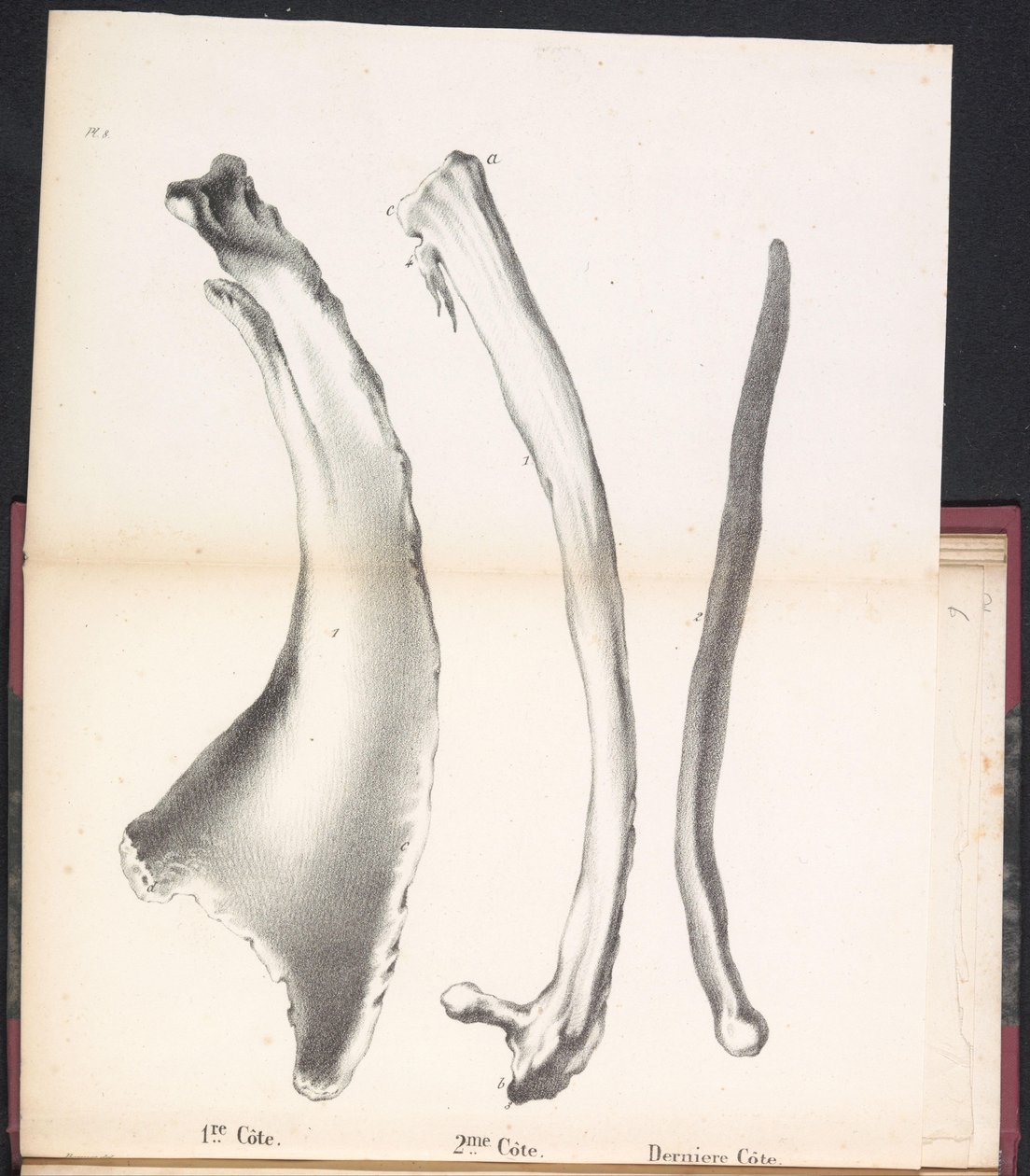 Tre costole della balena, 1827 da Bossuet
