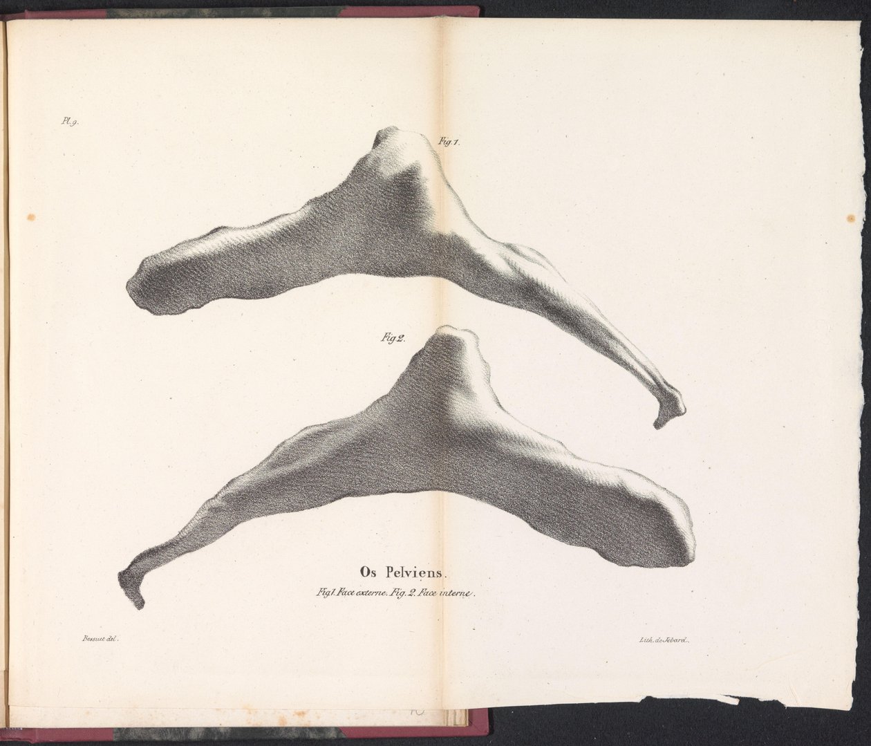 Osso pelvico della balena, 1827 da Bossuet