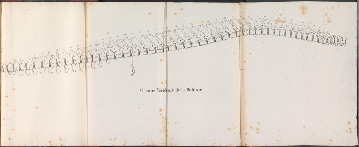 Colonna vertebrale della balena, 1827 da Bossuet